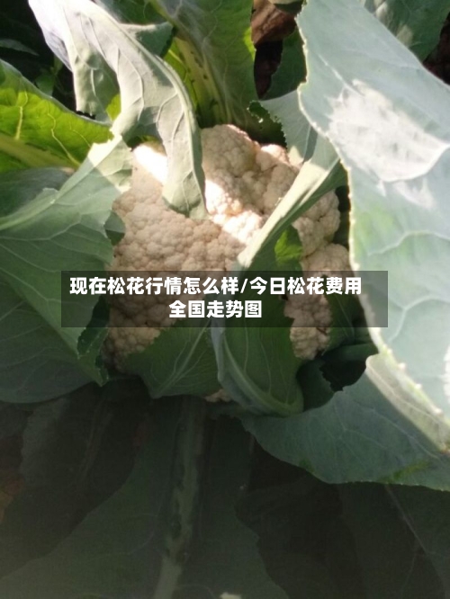现在松花行情怎么样/今日松花费用全国走势图