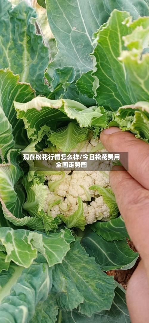 现在松花行情怎么样/今日松花费用全国走势图-第3张图片