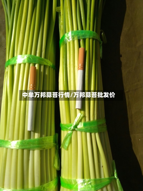 中牟万邦蒜苔行情/万邦蒜苔批发价-第3张图片