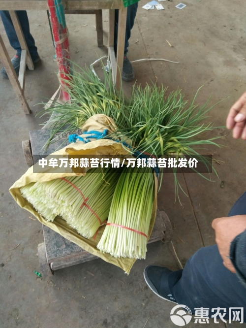 中牟万邦蒜苔行情/万邦蒜苔批发价-第2张图片
