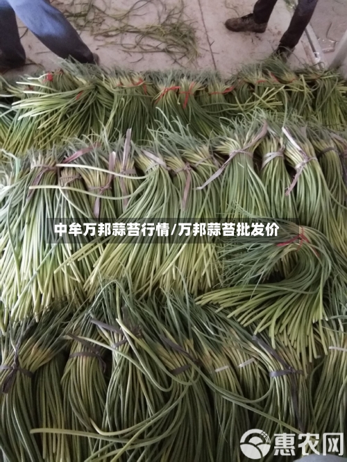 中牟万邦蒜苔行情/万邦蒜苔批发价