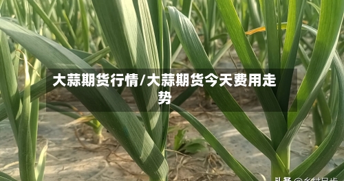 大蒜期货行情/大蒜期货今天费用走势