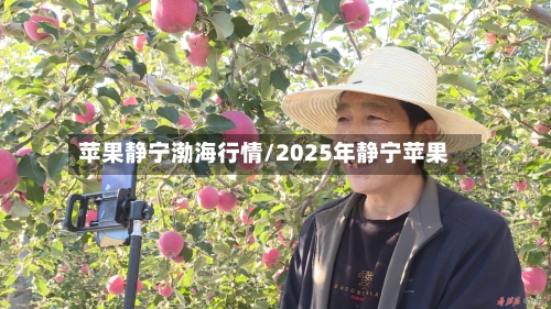 苹果静宁渤海行情/2025年静宁苹果