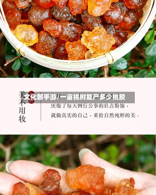 文化部手游/一亩桃树能产多少桃胶