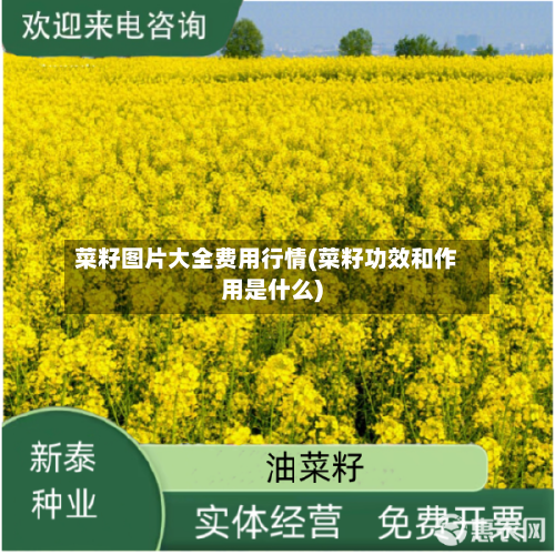 菜籽图片大全费用行情(菜籽功效和作用是什么)