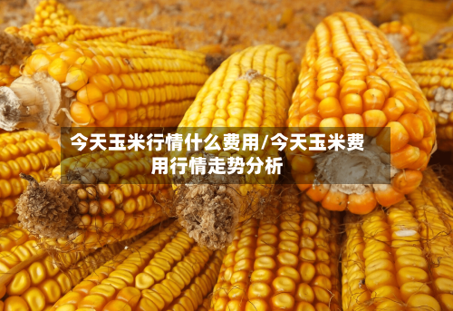 今天玉米行情什么费用/今天玉米费用行情走势分析-第3张图片