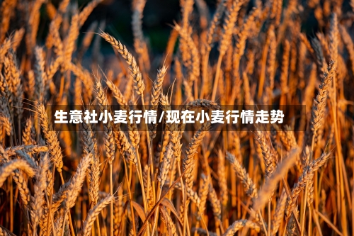 生意社小麦行情/现在小麦行情走势-第3张图片