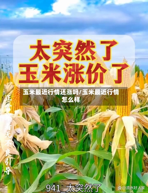 玉米最近行情还涨吗/玉米最近行情怎么样
