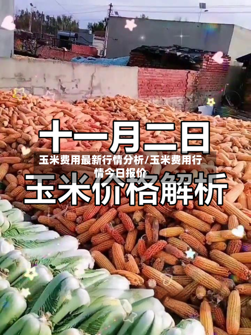 玉米费用最新行情分析/玉米费用行情今日报价-第2张图片