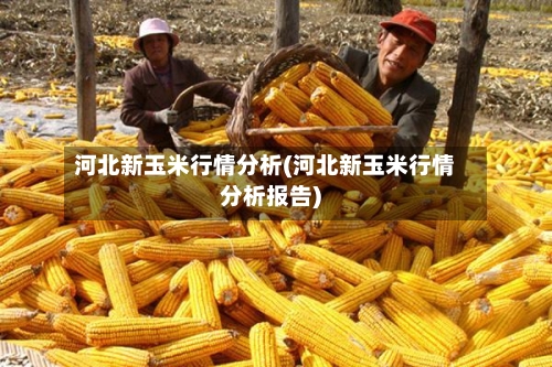 河北新玉米行情分析(河北新玉米行情分析报告)