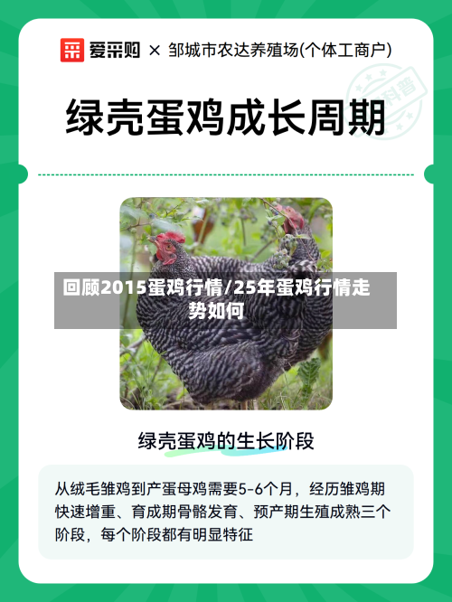 回顾2015蛋鸡行情/25年蛋鸡行情走势如何-第2张图片