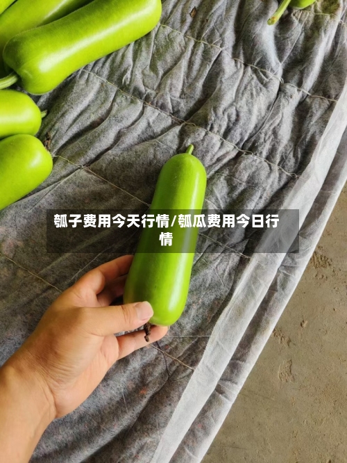 瓠子费用今天行情/瓠瓜费用今日行情