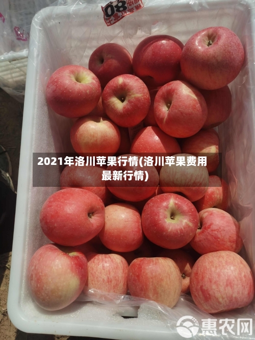 2021年洛川苹果行情(洛川苹果费用最新行情)