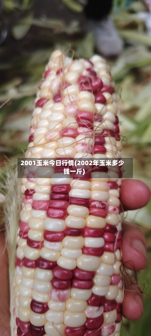 2001玉米今日行情(2002年玉米多少钱一斤)-第3张图片