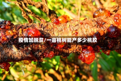 疫情加脱贫/一亩桃树能产多少桃胶