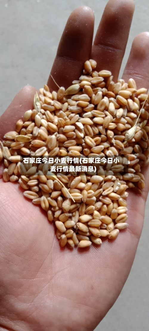石家庄今日小麦行情(石家庄今日小麦行情最新消息)