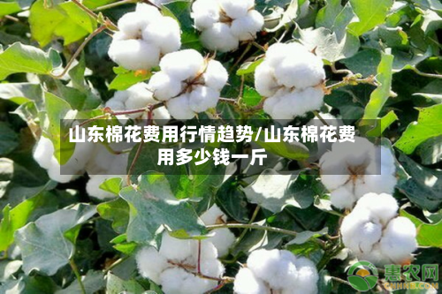 山东棉花费用行情趋势/山东棉花费用多少钱一斤