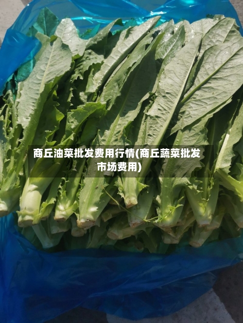 商丘油菜批发费用行情(商丘蔬菜批发市场费用)-第3张图片