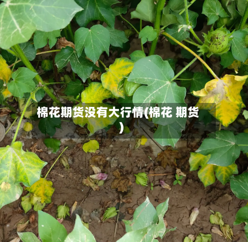 棉花期货没有大行情(棉花 期货)