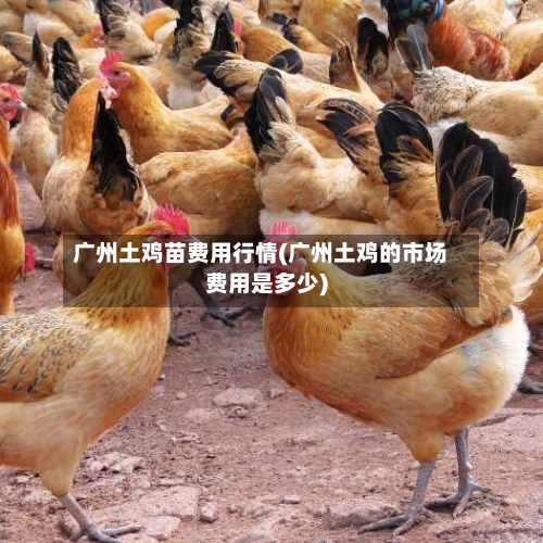 广州土鸡苗费用行情(广州土鸡的市场费用是多少)-第3张图片