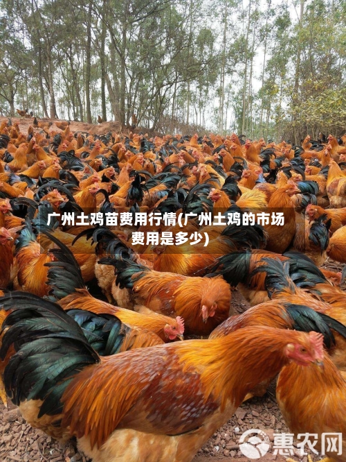 广州土鸡苗费用行情(广州土鸡的市场费用是多少)