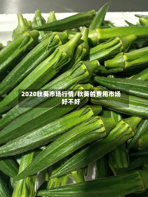 2020秋葵市场行情/秋葵的费用市场好不好