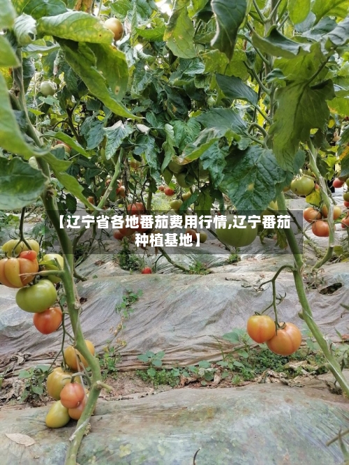 【辽宁省各地番茄费用行情,辽宁番茄种植基地】