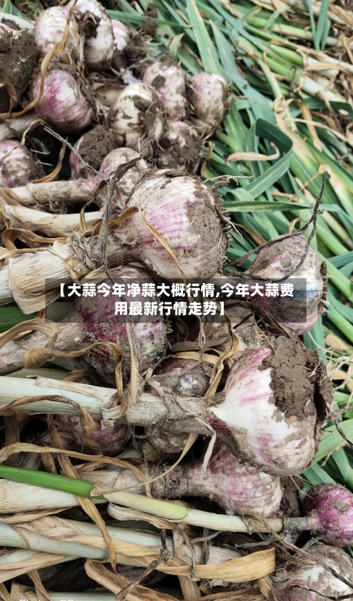 【大蒜今年净蒜大概行情,今年大蒜费用最新行情走势】-第3张图片