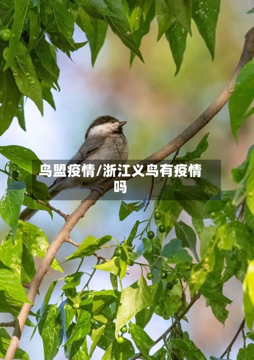 鸟盟疫情/浙江义鸟有疫情吗-第2张图片