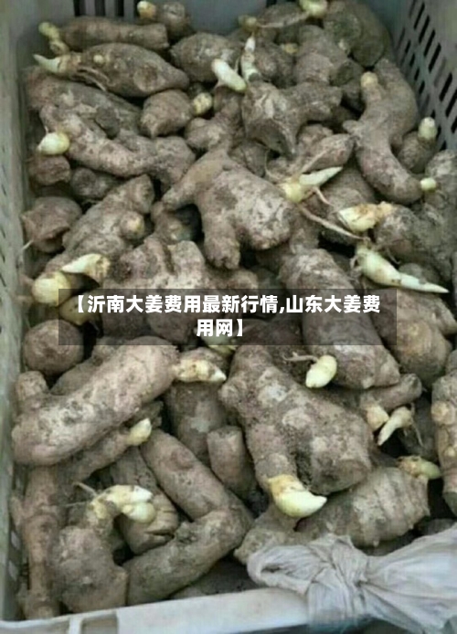 【沂南大姜费用最新行情,山东大姜费用网】