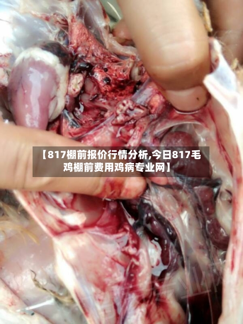 【817棚前报价行情分析,今日817毛鸡棚前费用鸡病专业网】