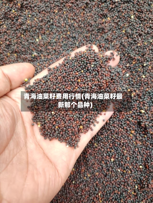 青海油菜籽费用行情(青海油菜籽最新那个品种)