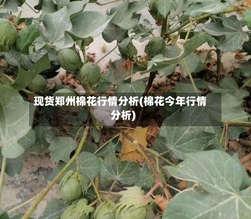 现货郑州棉花行情分析(棉花今年行情分析)-第2张图片