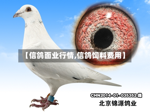【信鸽面业行情,信鸽饲料费用】-第2张图片
