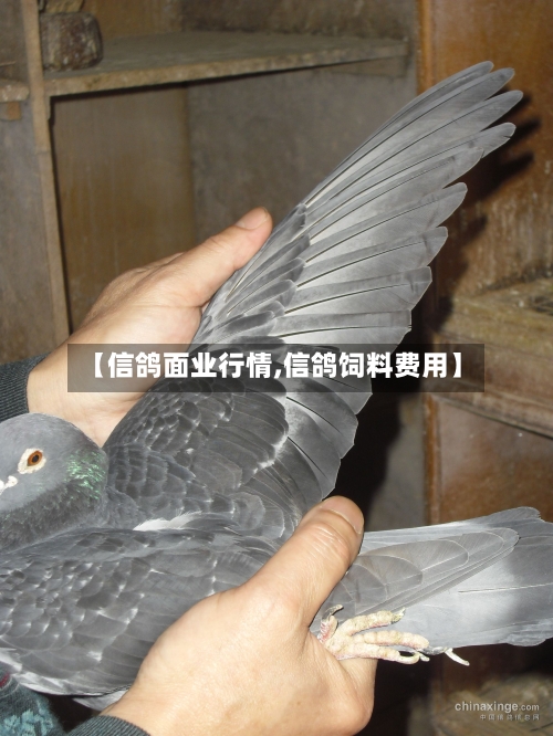 【信鸽面业行情,信鸽饲料费用】-第3张图片