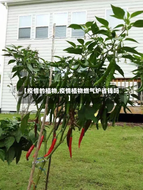 【疫情的植物,疫情植物燃气炉省钱吗】-第3张图片