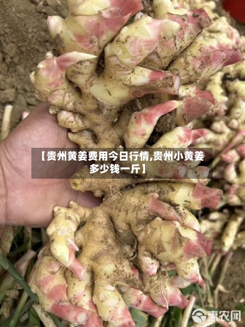 【贵州黄姜费用今日行情,贵州小黄姜多少钱一斤】