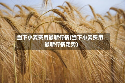 当下小麦费用最新行情(当下小麦费用最新行情走势)