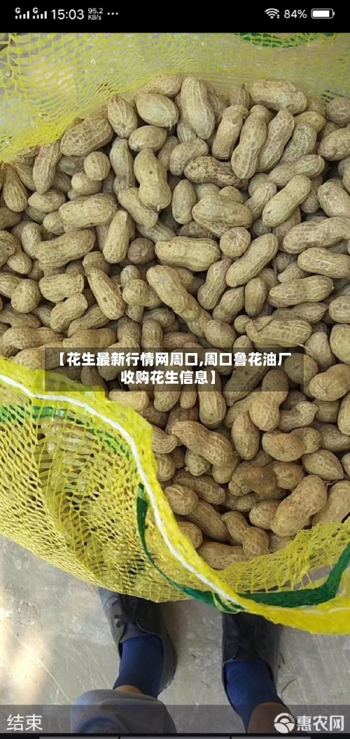 【花生最新行情网周口,周口鲁花油厂收购花生信息】