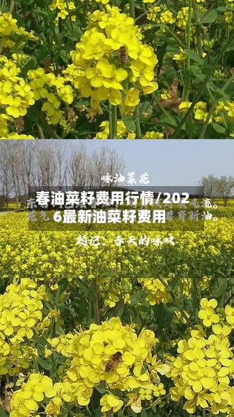 春油菜籽费用行情/2026最新油菜籽费用