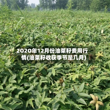 2O2O年12月份油莱籽费用行情(油莱籽收获季节是几月)