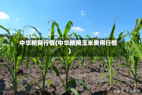 中华粮网行情(中华粮网玉米费用行情)