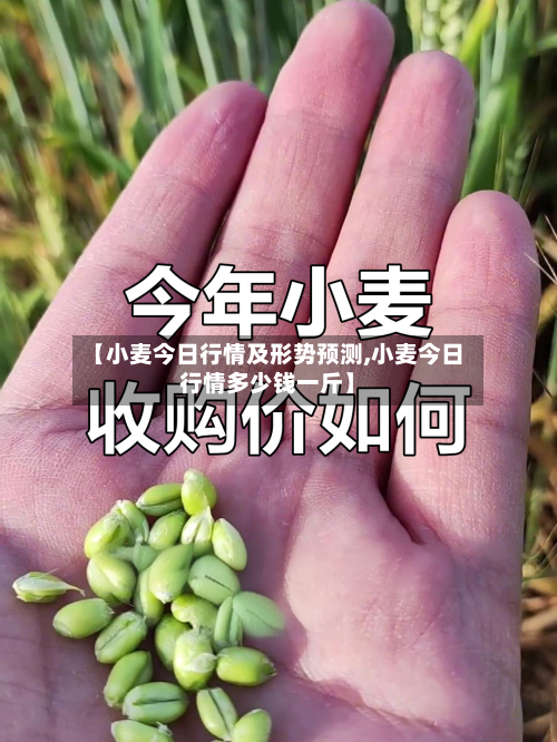 【小麦今日行情及形势预测,小麦今日行情多少钱一斤】