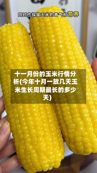 十一月份的玉米行情分析(今年十月一放几天玉米生长周期最长的多少天)-第2张图片