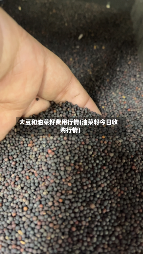 大豆和油菜籽费用行情(油菜籽今日收购行情)