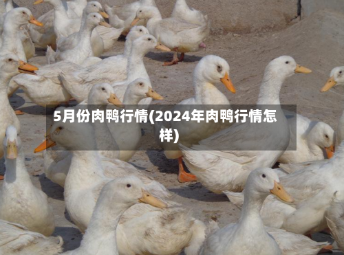 5月份肉鸭行情(2024年肉鸭行情怎样)