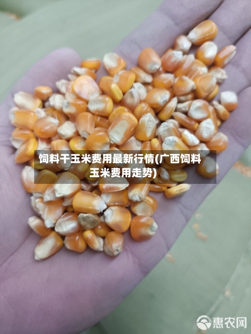 饲料干玉米费用最新行情(广西饲料玉米费用走势)-第2张图片