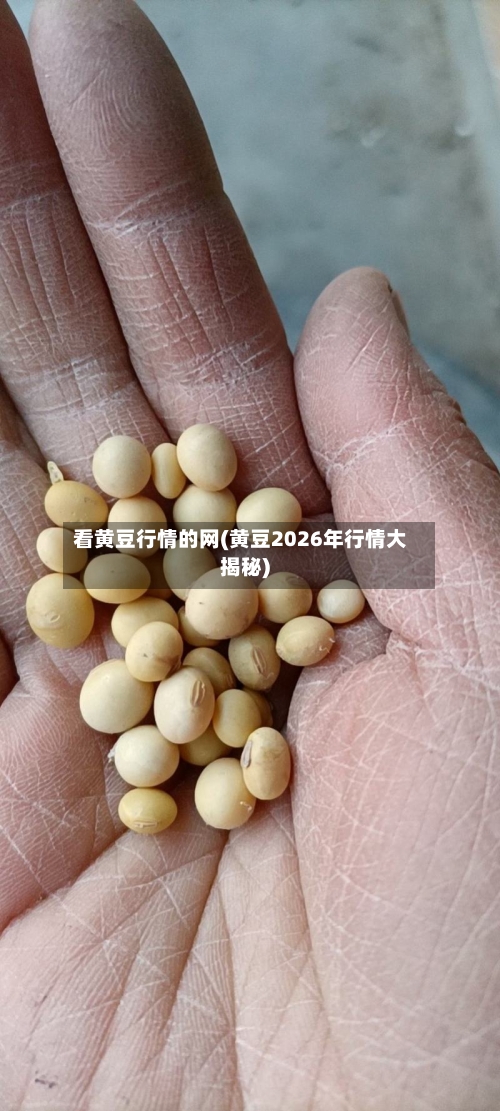看黄豆行情的网(黄豆2026年行情大揭秘)