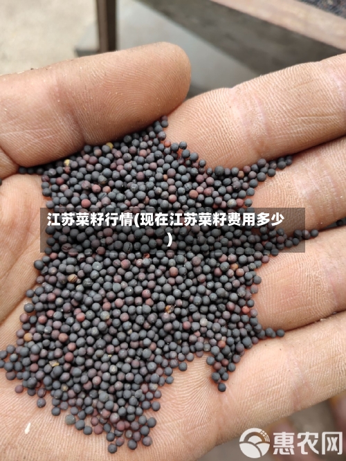 江苏菜籽行情(现在江苏菜籽费用多少)-第3张图片