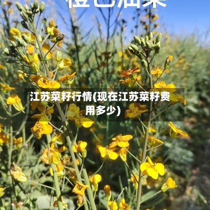 江苏菜籽行情(现在江苏菜籽费用多少)-第2张图片